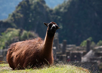 Leyendas en la ciudadela de Machu Pícchu