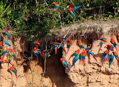 Eco Jungle: Reserva Nacional Tambopata – Lago Sandoval