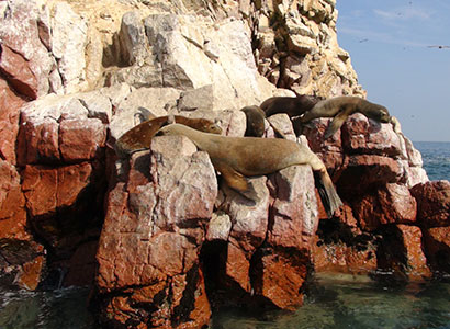 Paracas: Islas Ballestas y Reserva desde Paracas