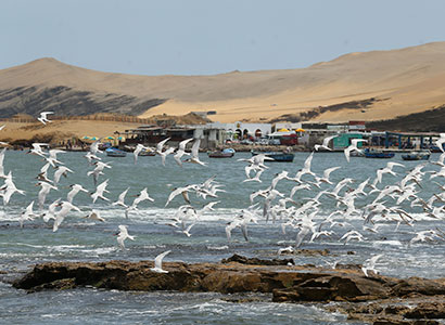 Parapente en Paracas