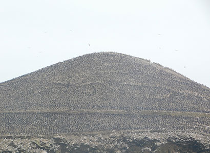 Reserva Nacional de Paracas y Playas (Desde Paracas)