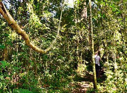 Selva y Naturaleza