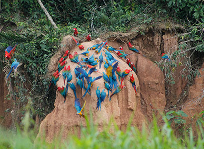 Tambopata Collpa de Guacamayos & Lago Sandoval