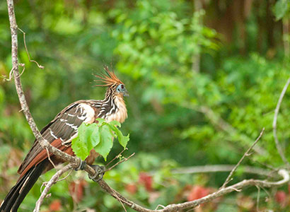 Tambopata y Lago Sandoval